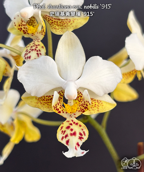 美琪園藝Miki Orchid - 品種詳細頁